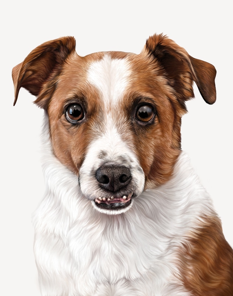 Danielle Stratford Art Dog Portrait