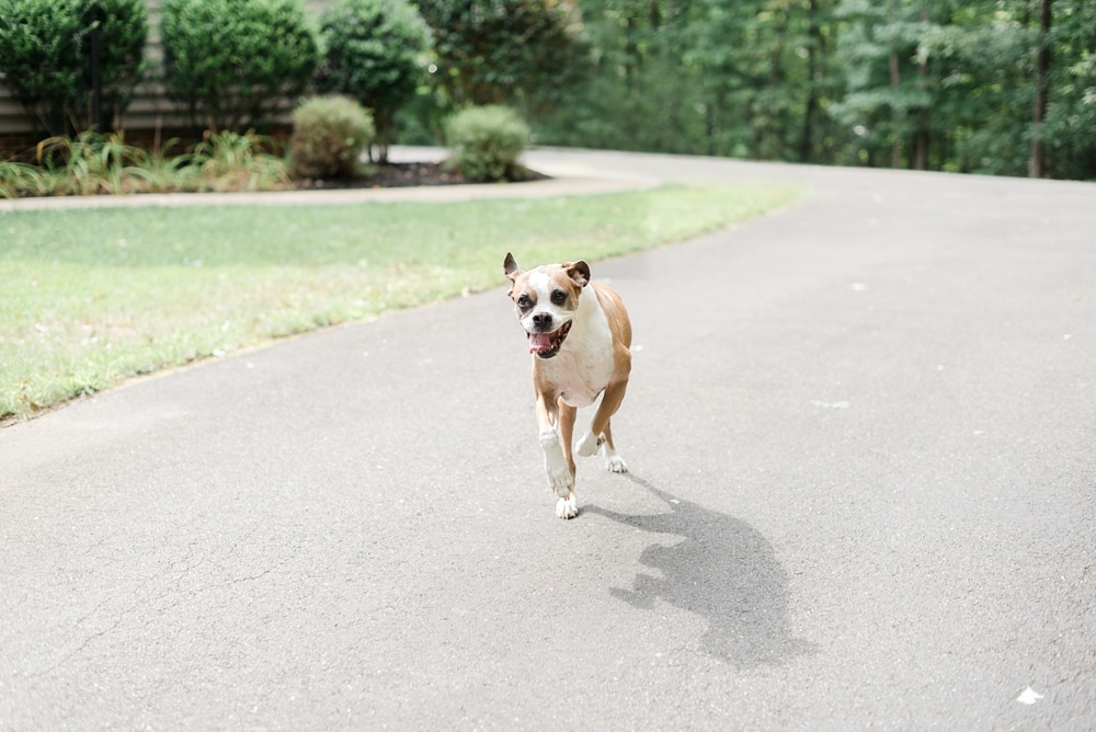 Adorable boxer running at home during family photo session
