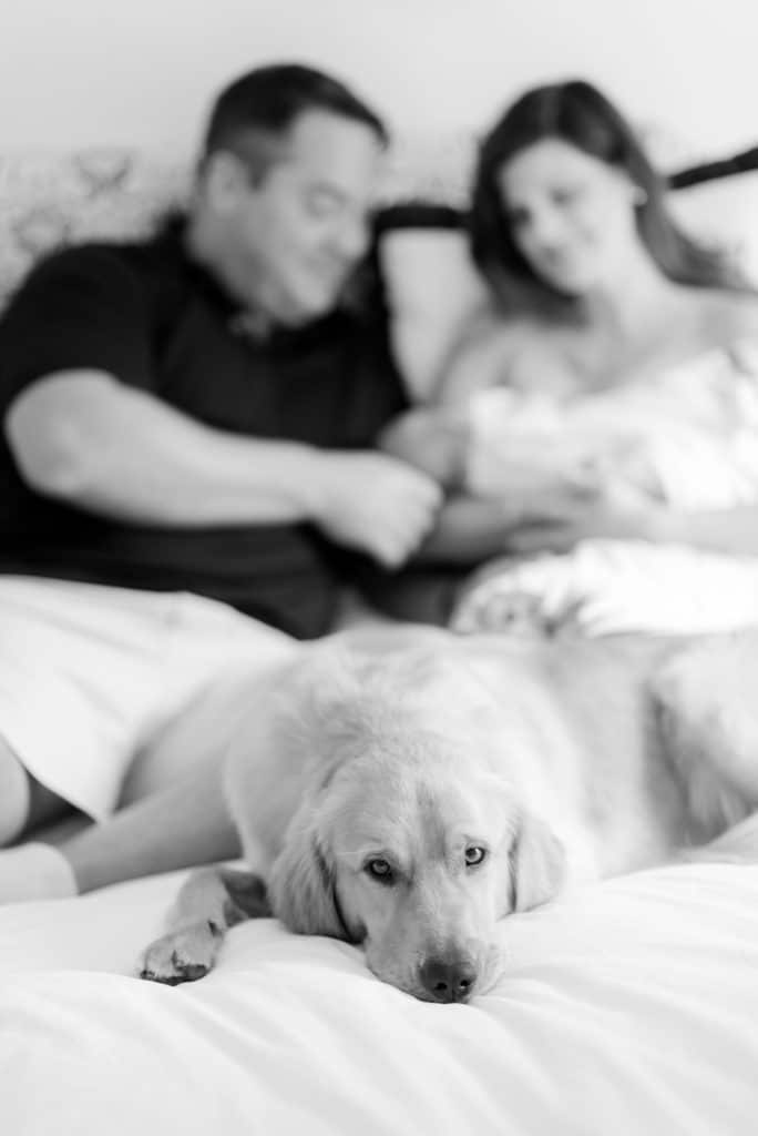 Golden retriever on bed with family