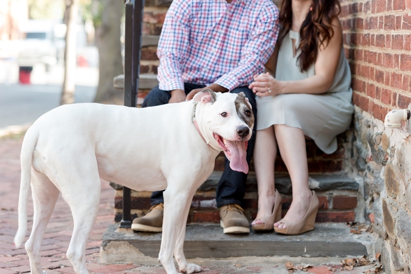 Old Town Alexandria engagement session photos with american bulldog
