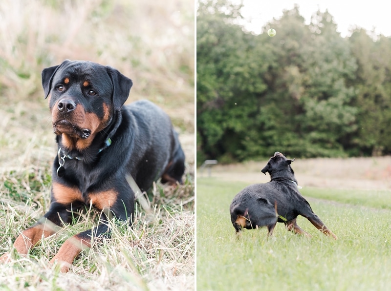 Pet photography in Northern VA