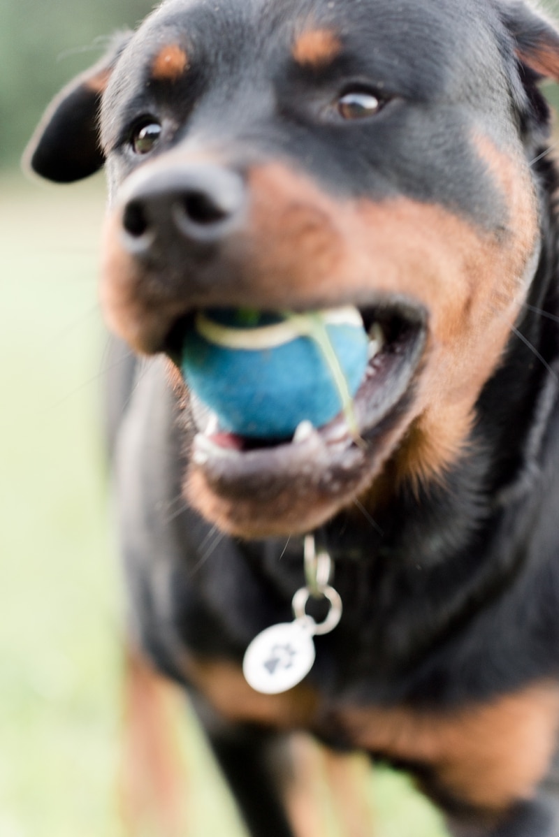 Rottweiler carrying tennis ball in mouth