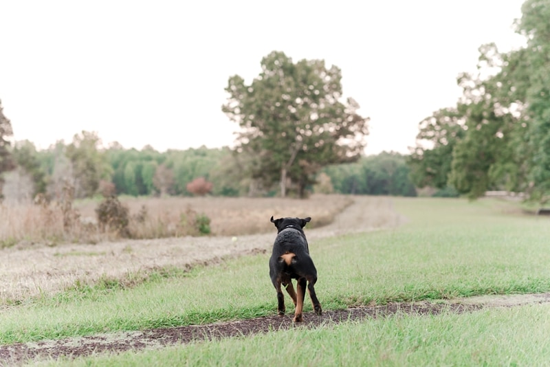 Rottweiler running in field in Virginia