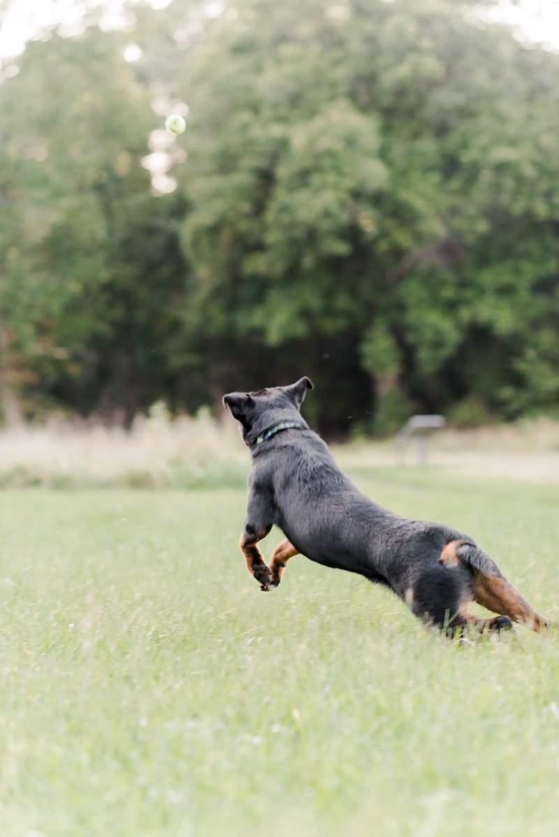 Rottie jumping and playing chasing after ball in field
