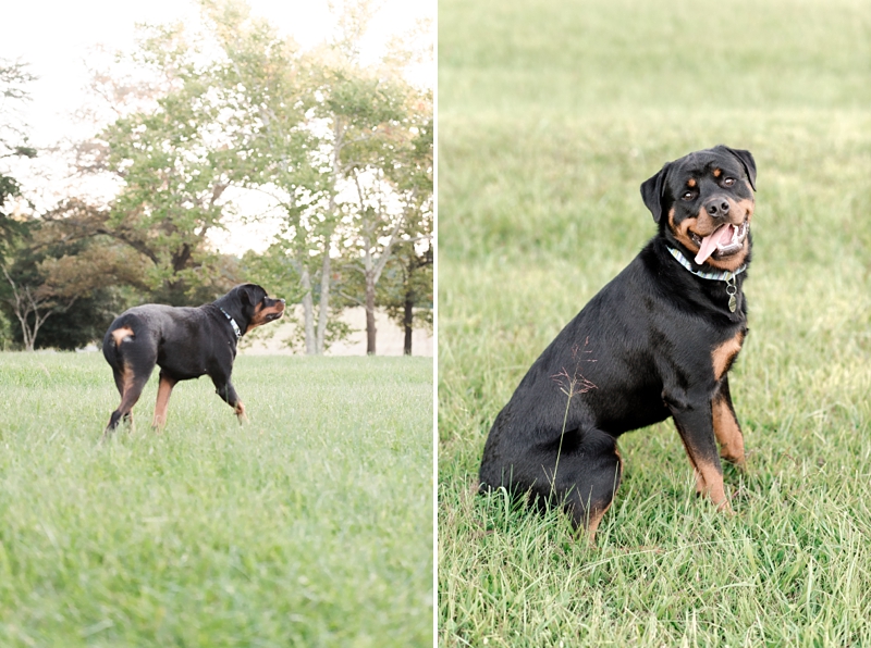 Wolfcrest Photography loves to take dog photos