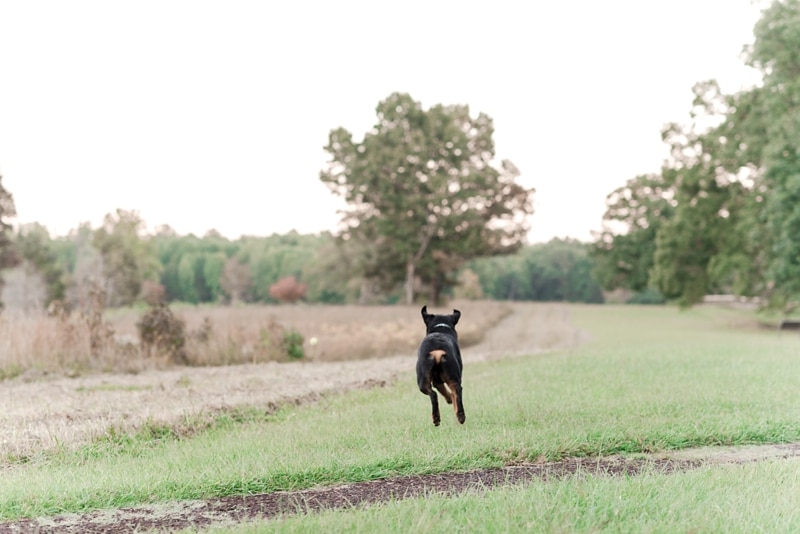 Young rottie runs and chases after ball in field